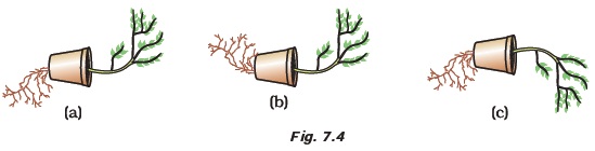 Tropic movements diagram showing three figures A, B and C