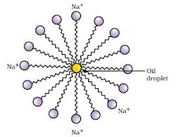 Structure of a Micelle