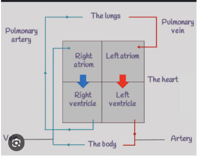 Flow diagram showing oxygenated blood path from lungs to organs