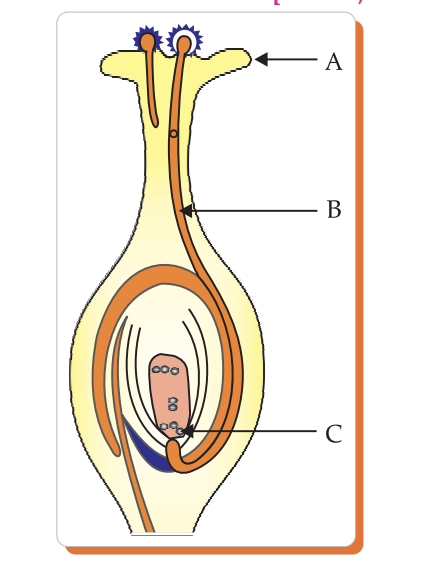 Diagram of flower with labelled parts A, B and C representing stigma, pollen tube and female germ cell