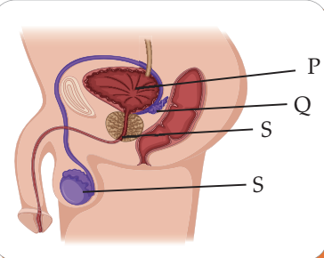 Male human reproductive system diagram with labelled parts P, Q, R, S