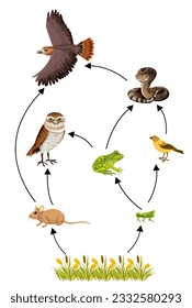Food chain illustration: grass, grasshopper, rat, hawk