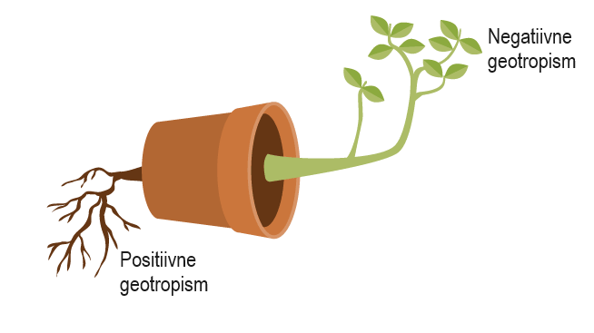 Labelled diagram showing positive and negative geotropism in a potted plant
