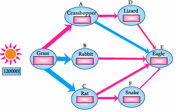 Grassland ecosystem energy flow diagram