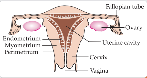 Labelled diagram of the female reproductive system showing fallopian tube, uterus and vagina