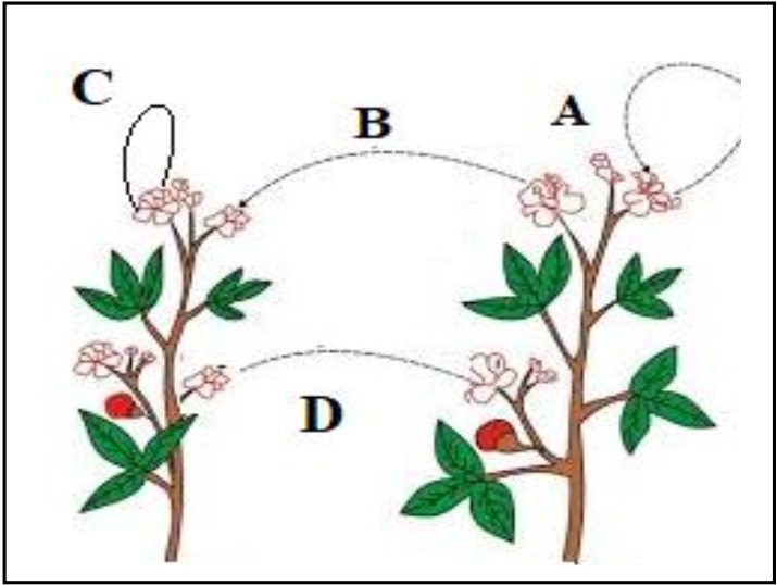 Pollination diagram showing different types