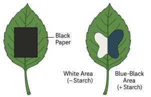Leaf with black paper covering one section to test effect of light on photosynthesis