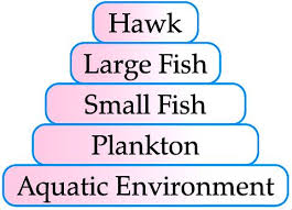 Food chain in lake ecosystem