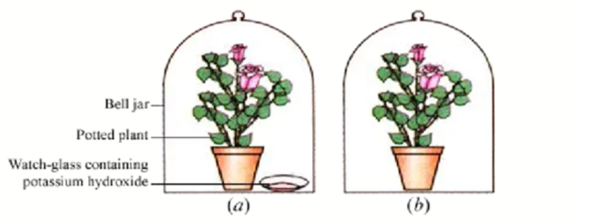 Diagram showing bell jar experiment to prove CO2 is essential for photosynthesis