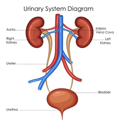 Diagram of human excretory system labelled with right renal artery, vena cava, urinary bladder and left kidney