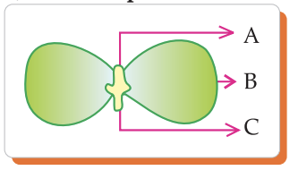 Germinating gram seed with labelled parts A, B and C