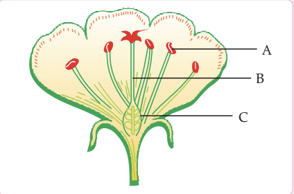 Diagram of flower reproductive parts with labels A, B and C