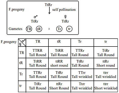 Dihybrid Cross F2 combinations