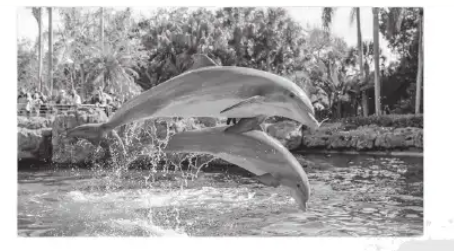 Dolphin jumping out of pool parabolic motion
