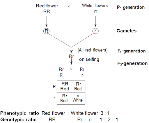 Mendel's Monohybrid Cross — Flower Colour