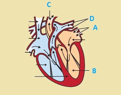 Diagram of human heart showing blood vessels A and B